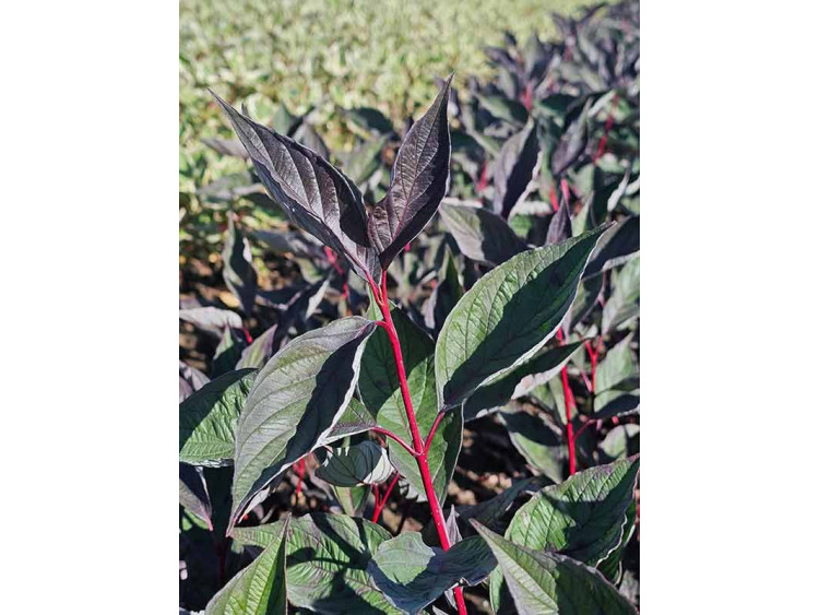 Dereń biały Nightfall PBR