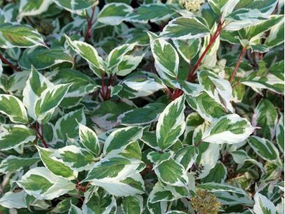 Dereń biały Sibrica Variegata