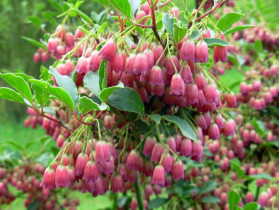 Enkiant dzwonkowaty Cracklin' Rosie PBR