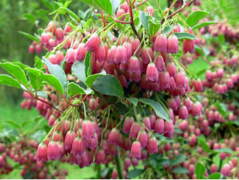 Enkiant dzwonkowaty Cracklin' Rosie