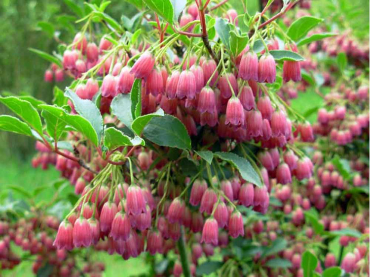 Enkiant dzwonkowaty Cracklin' Rosie PBR