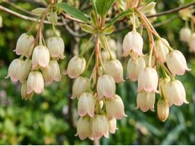 Enkiant dzwonkowaty Prettycoat PBR