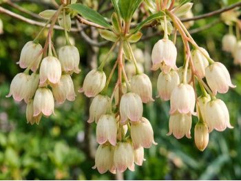 Enkiant dzwonkowaty Prettycoat PBR