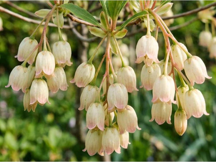 Enkiant dzwonkowaty Prettycoat PBR