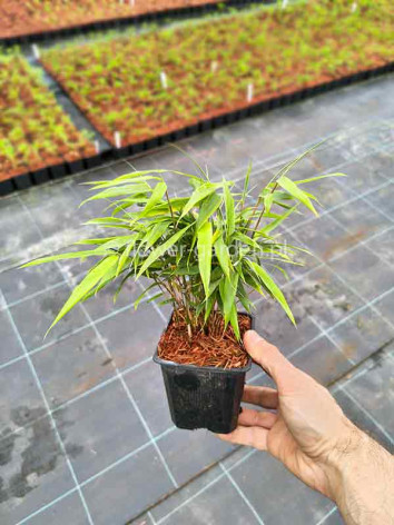 Bambus mrozoodporny (fargezja olbrzymia) Tauro