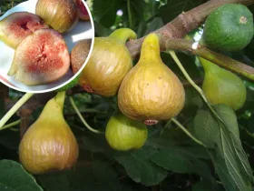 Figowiec Francuesco