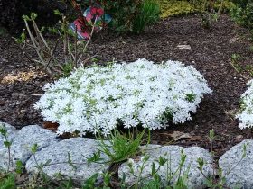 Floks szydlasty Snowflake