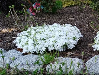 Floks szydlasty Snowflake