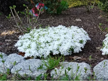 Floks szydlasty Snowflake