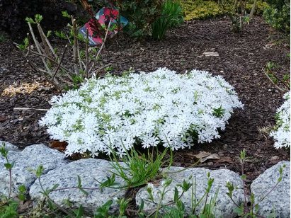 Floks szydlasty Snowflake