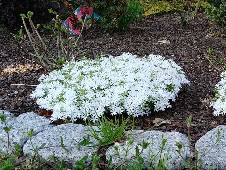 Floks szydlasty Snowflake