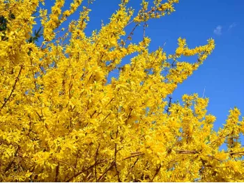 Forsycja pośrednia Goldzauber