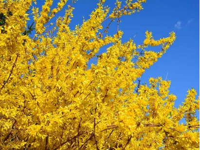 Forsycja pośrednia Goldrausch