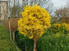 Forsycja pośrednia Goldzauber na pniu 100-110cm