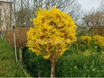 Forsycja pośrednia Goldzauber na pniu 100-110cm
