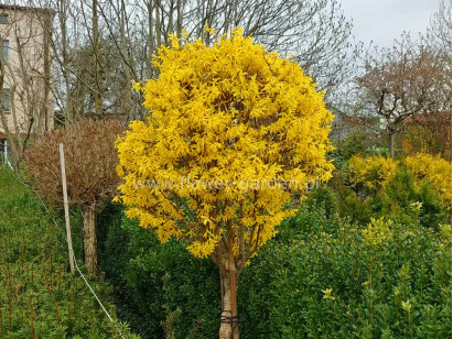 Forsycja pośrednia Goldzauber na pniu 100-110cm