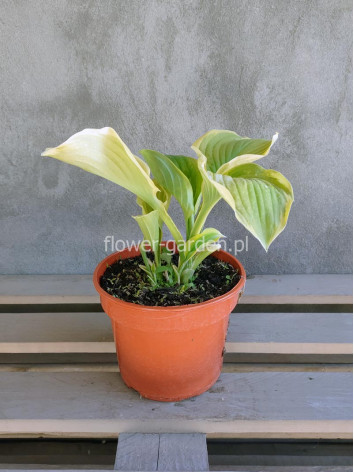 Funkia Fragrant Bouquet
