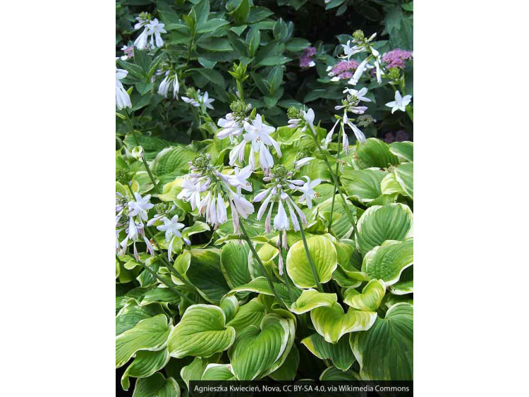 Funkia Fragrant Bouquet