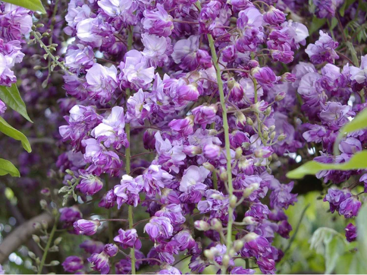 Glicynia kwiecista Violacea Plena