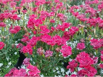Goździk Meri Fleuri + izotoma