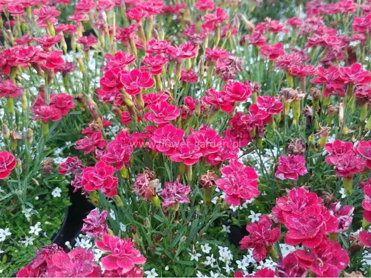 Goździk Meri Fleuri + izotoma