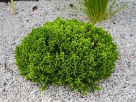 Hebe Green Globe