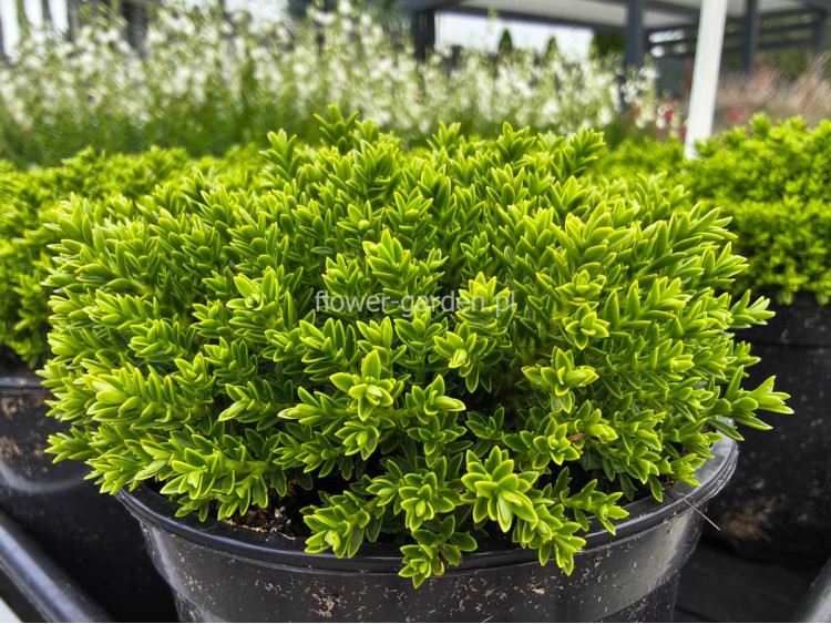 Hebe Green Globe