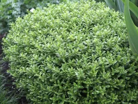 Hebe Shrubby Veronica