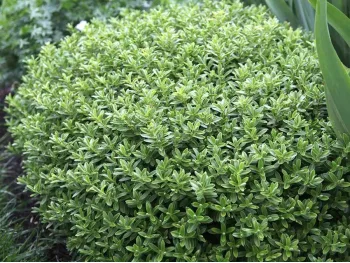 Hebe Shrubby Veronica