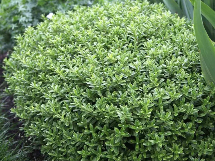 Hebe Shrubby Veronica