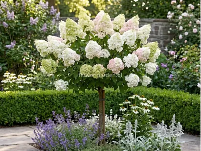 Hortensja bukietowa Diamantino PBR na pniu 100cm