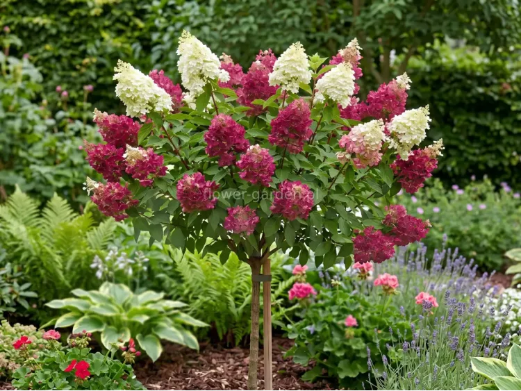 Hortensja bukietowa FRAISE MELBA PBR na pniu 100cm