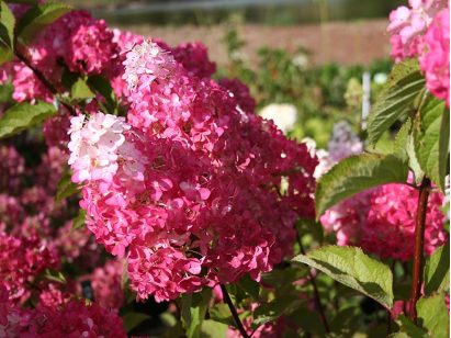 Hortensja bukietowa FRAISE MELBA PBR na pniu 100cm