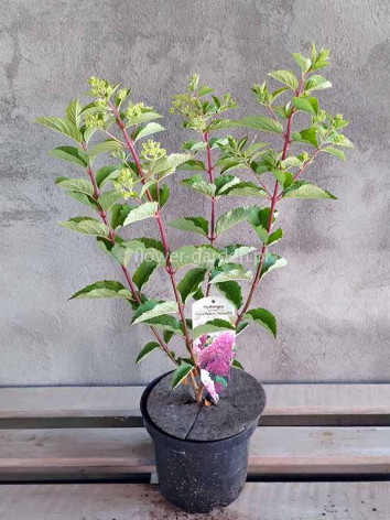 Hortensja bukietowa FRAISE MELBA® Renba PBR