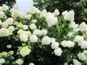 Hortensja bukietowa Grandiflora
