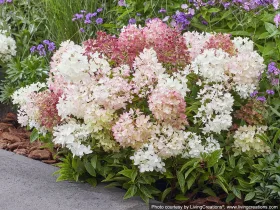 Hydrangea paniculata Groundbreaker® Blush™