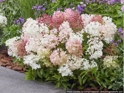 Hortensja bukietowa Groundbreaker® Blush™