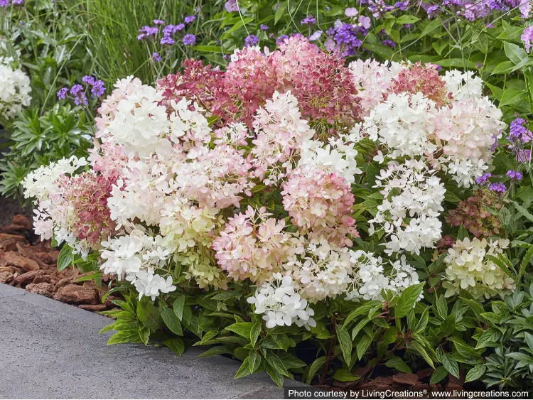 Hortensja bukietowa Groundbreaker® Blush™