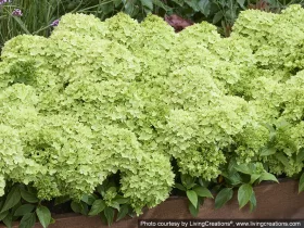 Hortensja bukietowa Groundbreaker® Greeny™