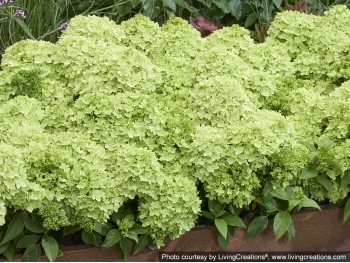 Hydrangea paniculata Groundbreaker® Greeny™