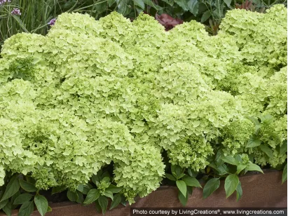 Hortensja bukietowa Groundbreaker® Greeny™