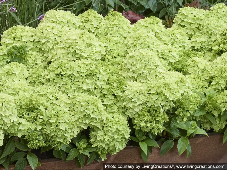 Hortensja bukietowa Groundbreaker® Greeny™