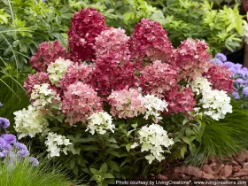 Hydrangea paniculata Groundbreaker® Blush™