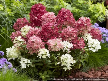 Hydrangea paniculata Groundbreaker® Blush™