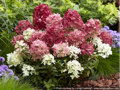 Hortensja bukietowa Groundbreaker® Ruby™