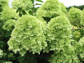 Hortensja bukietowa Limelight PBR
