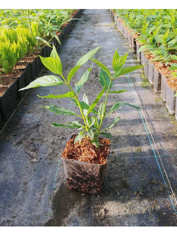 Hortensja bukietowa Little Lime PBR