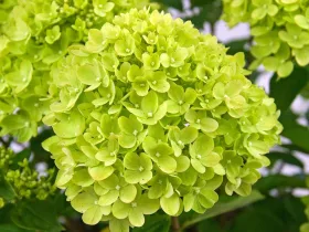 Hortensja bukietowa Little Lime PBR