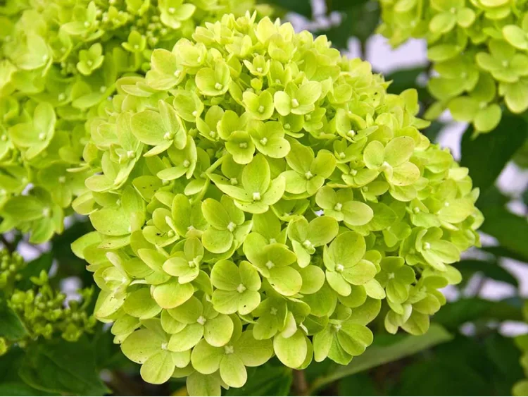 Hortensja bukietowa Little Lime PBR