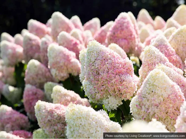 Hydrangea Living Candy Love PBR